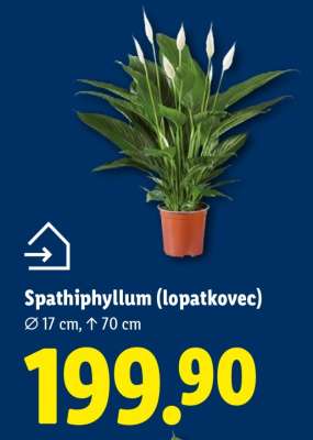 SPATHIPHYLLUM (LOPATKOVEC)