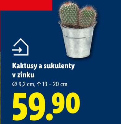 KAKTUSY A SUKULENTY V ZINKU