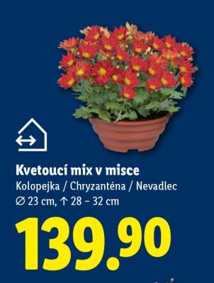KVETOUCÍ MIX V MISCE
