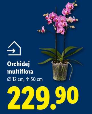 ORCHIDEJ MULTIFLORA