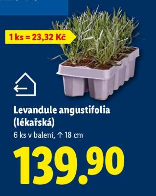 Levandule angustifolia (lékařská)