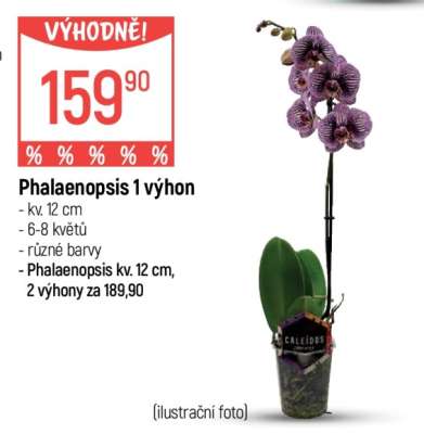 Phalaenopsis 1 výhon