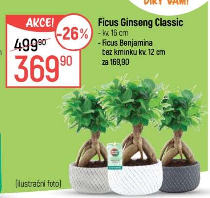 Ficus Ginseng Classic