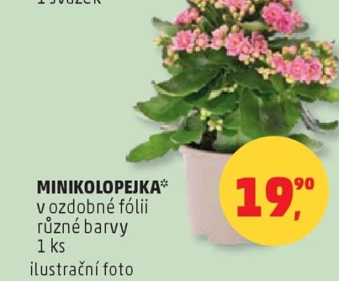 MINIKOLOPEJKA*