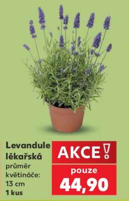 Levandule lékařská
