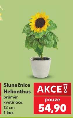 Slunečnice - Helianthus