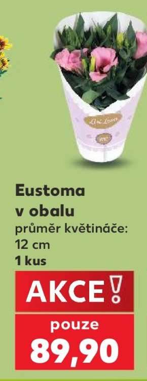 Eustoma v obalu