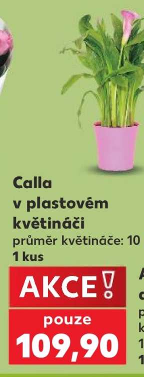 Calla v plastovém květináči