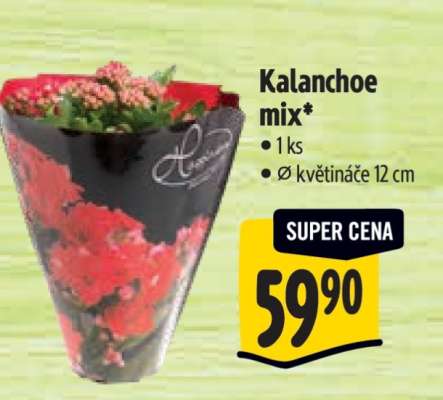 Kalanchoe mix*