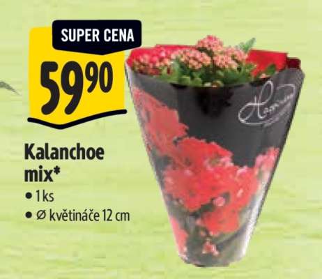 Kalanchoe mix*