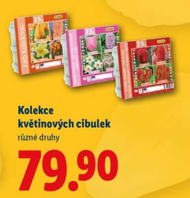KOLEKCE KVĚTINOVÝCH CIBULEK