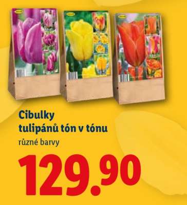 CIBULKY TULIPÁNŮ TÓN V TÓNU