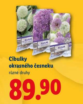 CIBULKY OKRASNÉHO ČESNEKU
