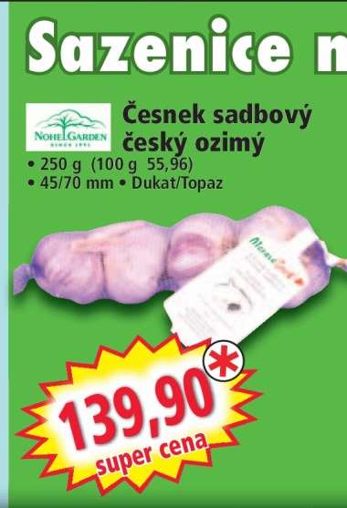 Česnek sadbový český ozimý